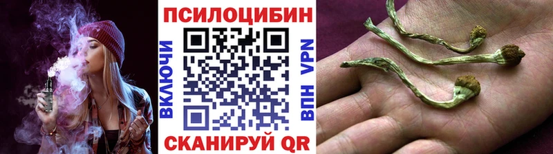 где купить наркоту  Новая Ладога  Галлюциногенные грибы Cubensis 